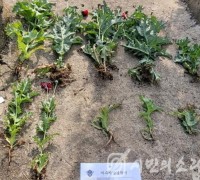 전남 여수 도서지역 양귀비 불법 재배 ‘기승’