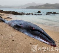 부안 하섬 모래사장서 고래 사체 발견